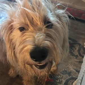 Meet your Posher, Tony